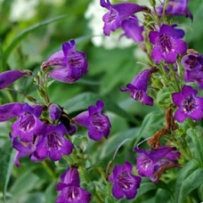 Penstemon Midnight 1 Plants Purple Flowering Beard Tongue